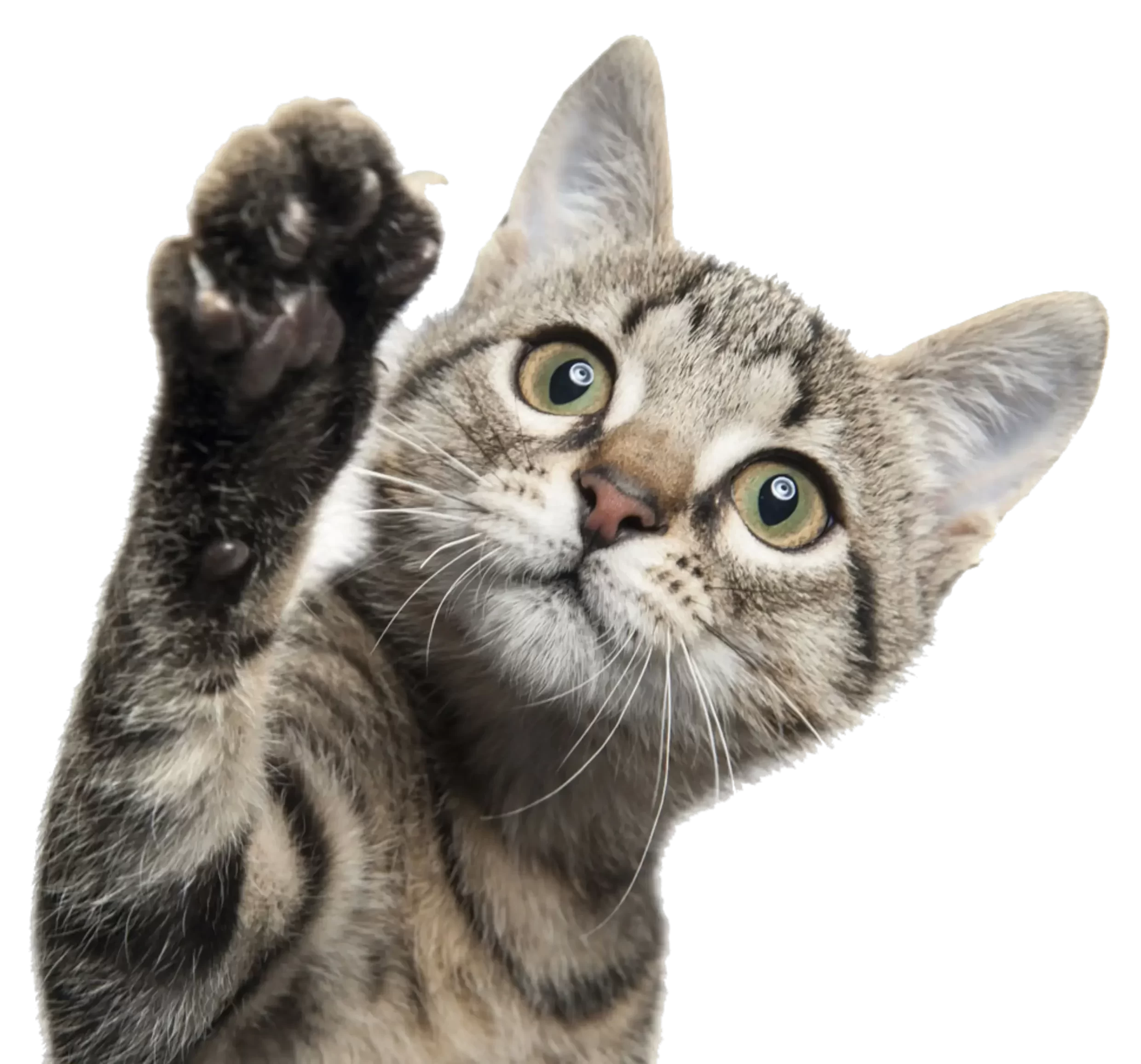 gato kawai